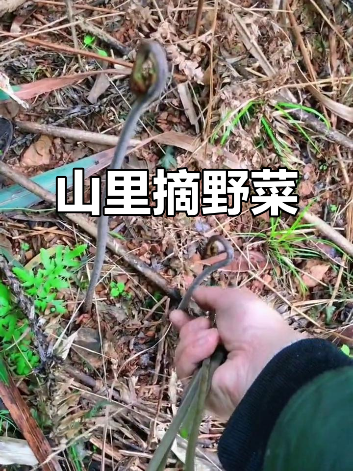 雨天未至,去山里采野菜尝鲜!小笋、蕨菜和苦菜的乡村风味