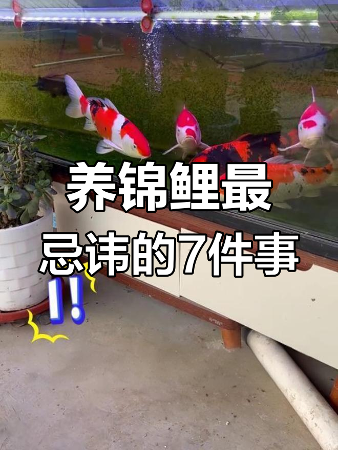 锦鲤鱼缸养殖的七大禁忌,避免这些错误让鱼儿更健康