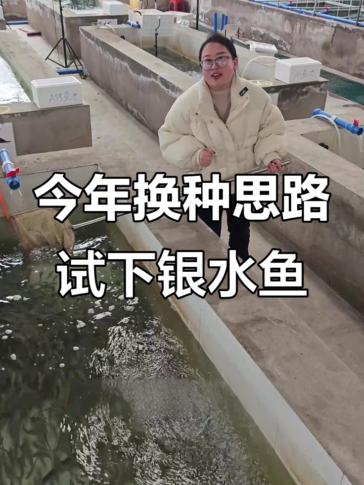 养四大家鱼不如试试银水鱼,市场价格高、耐养又省心