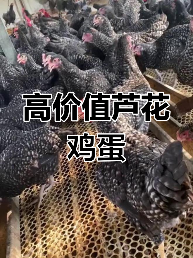 芦花鸡母鸡产蛋,绿色外壳与粉色营养丰富