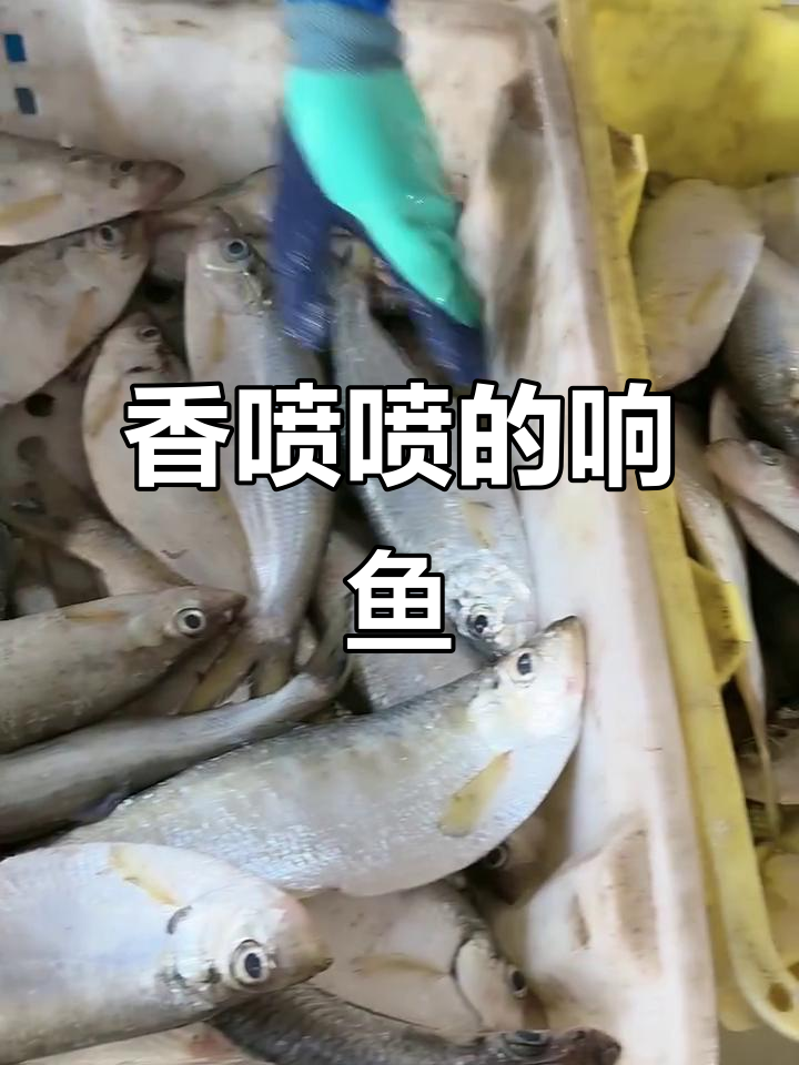 新鲜响鱼来啦！大小适中，香气扑鼻