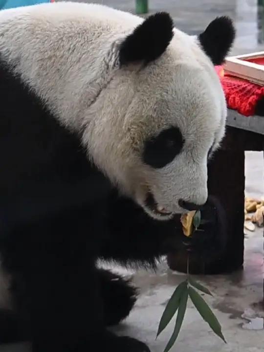 大熊猫年夜饭吃点啥?来看“喜乐”的春节套餐!