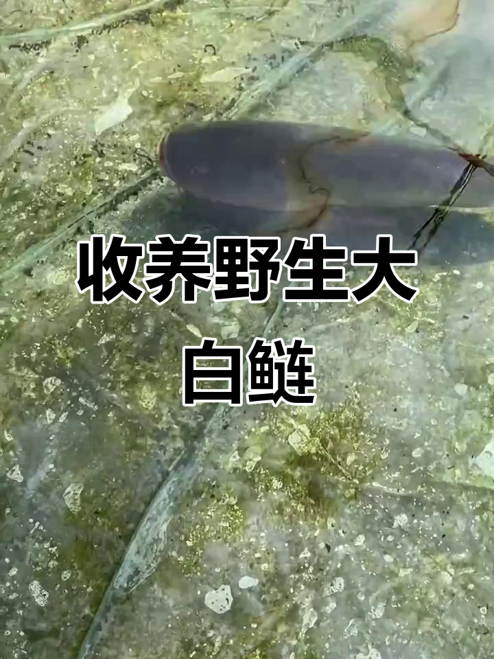 野生大白鲢获救,眼睛不停转动,孤独鱼儿有了新家