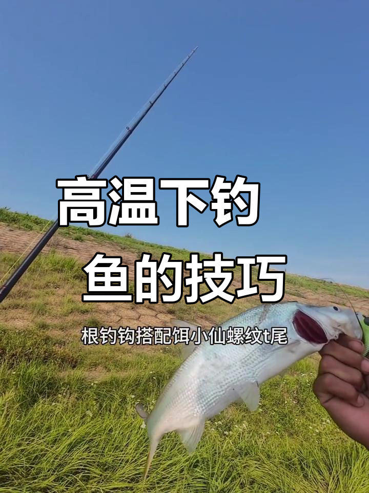夏季高温来临，鳡鱼活跃度大幅提升！铅头钩快速收上层寻赶