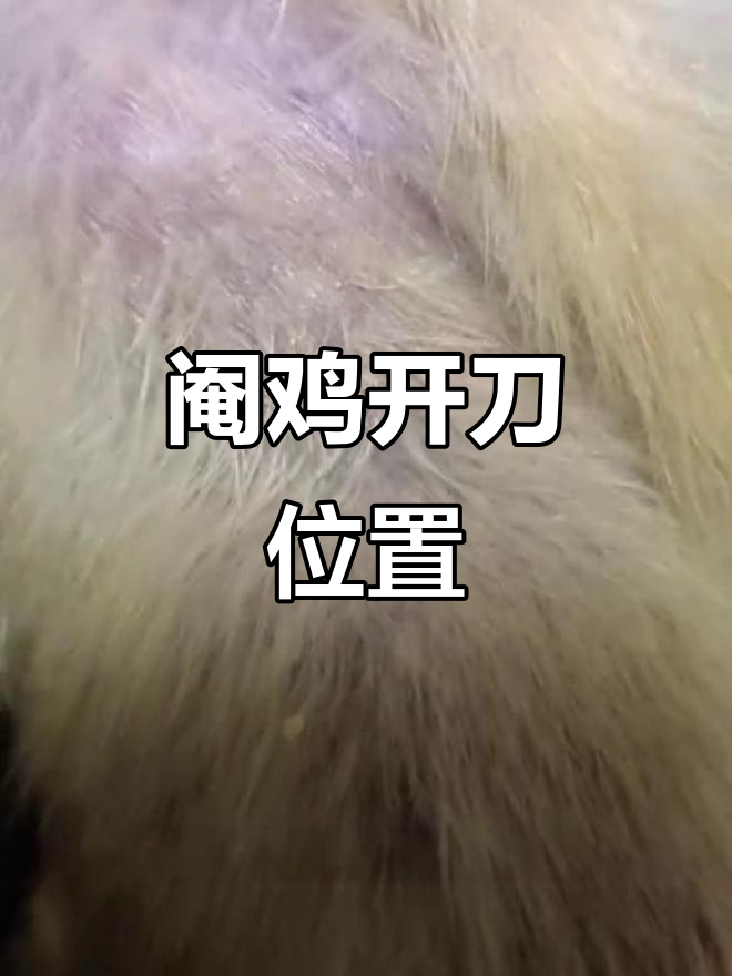 阉鸡手术开口位置精准定位,轻松找到背部五毫米处