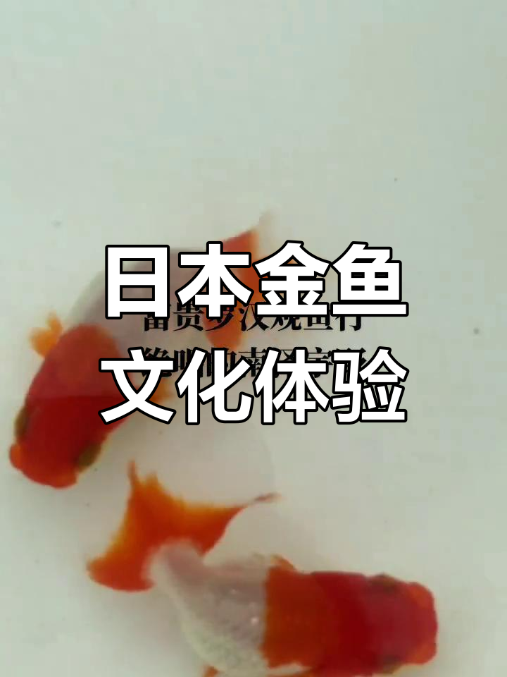 探秘日本金鱼文化:宇野兰寿与富贵罗汉的魅力之旅
