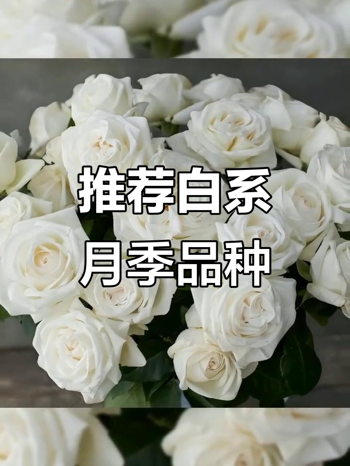经典白色月季品种大揭秘，保罗二世、天鹅古董等必看！