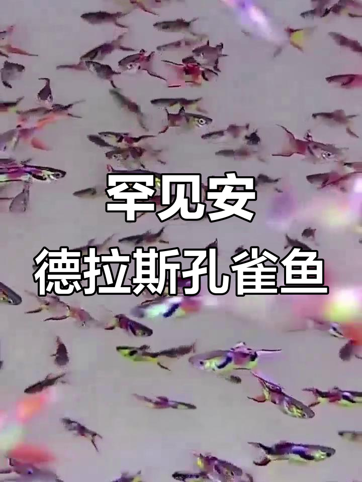 安德拉斯孔雀鱼:稀有野生品种的美丽与养护