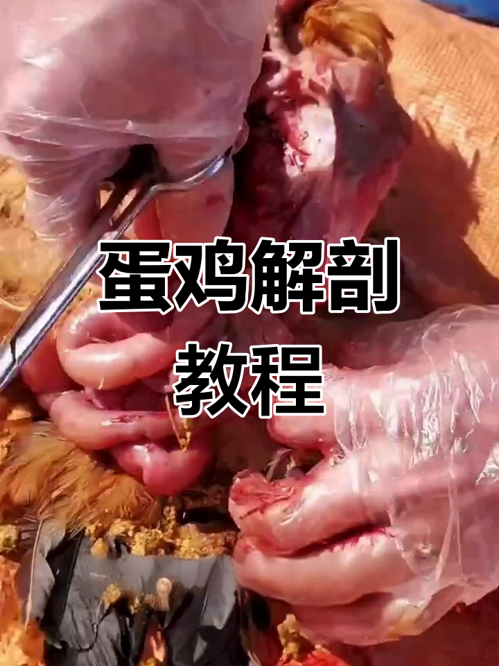 鸡解剖全流程,教你分辨器官与病理特征