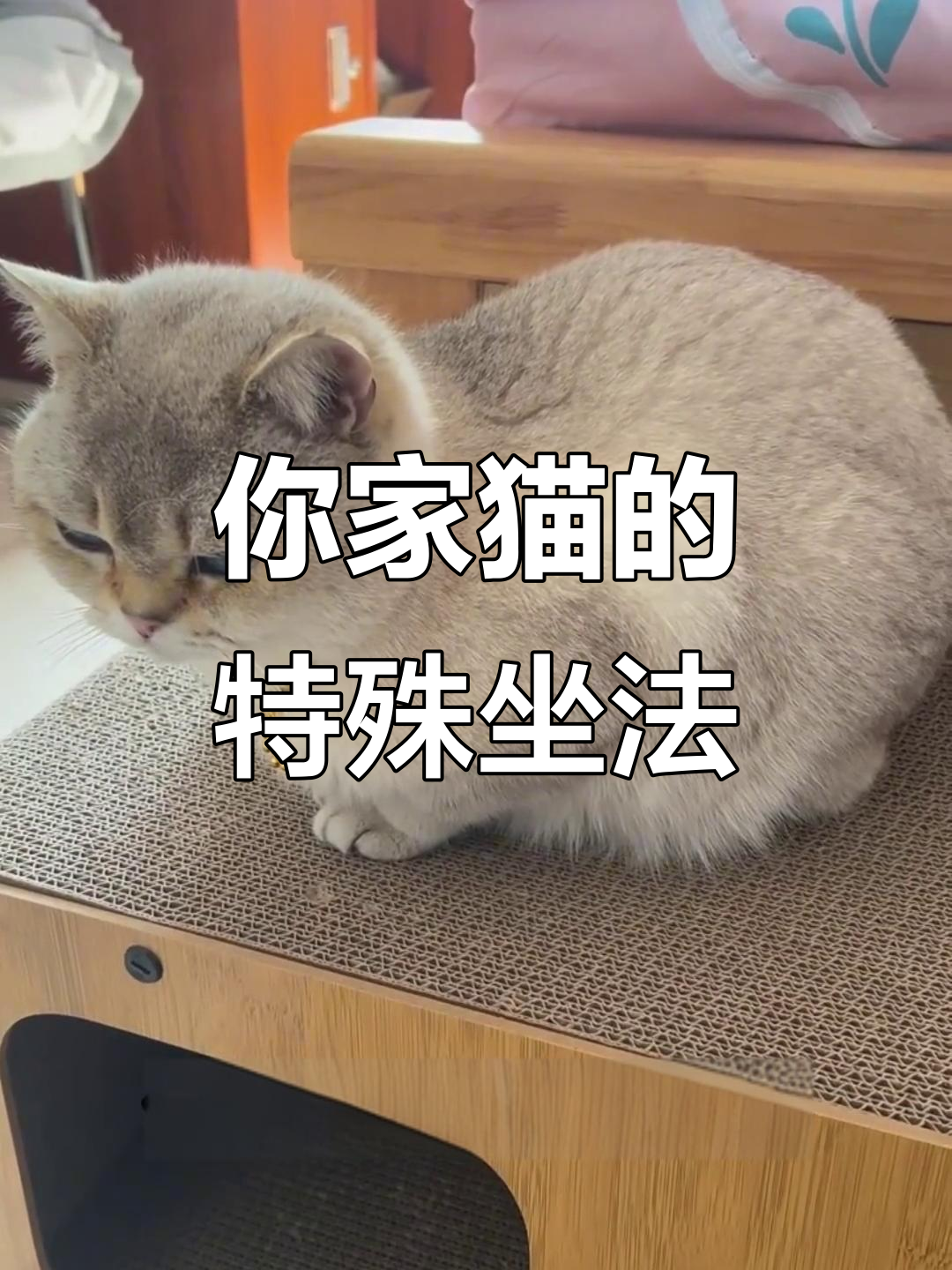 猫咪坐姿大揭秘:揣手、母鸡蹲,你家猫是这样吗?