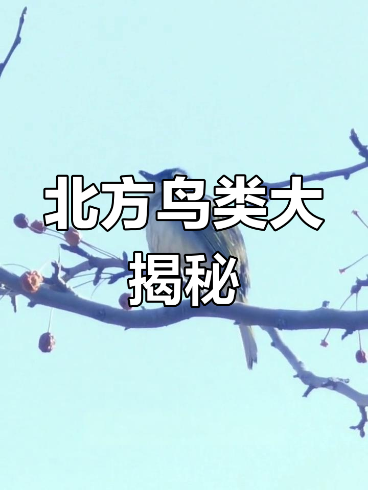 北京常见鸟类介绍