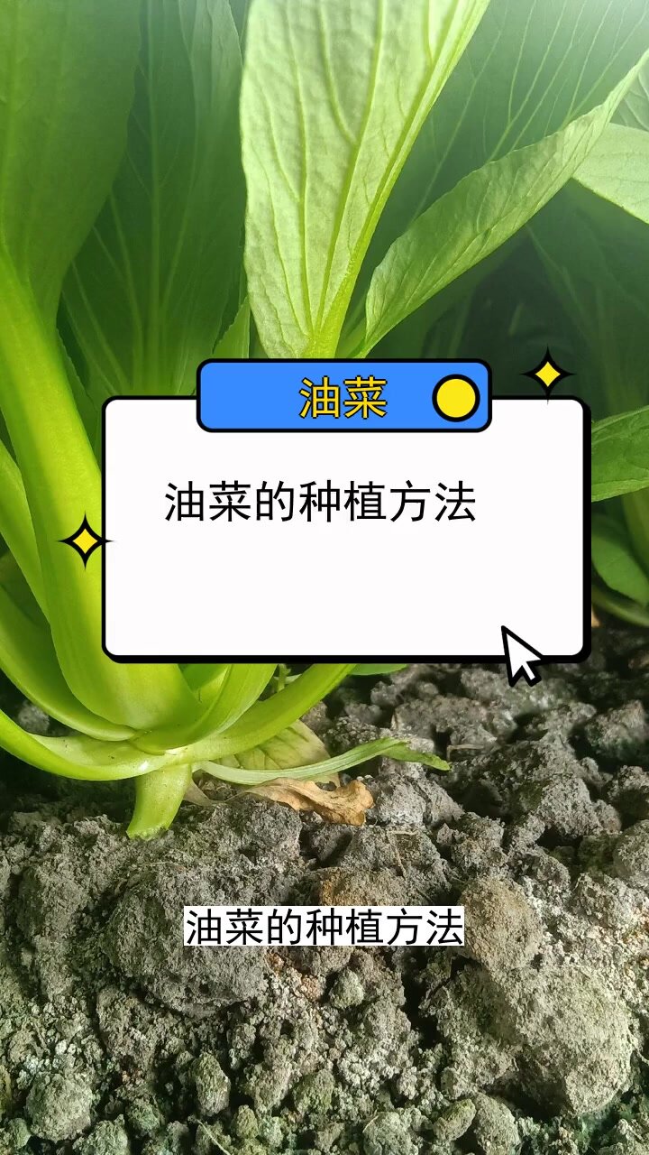 油菜的种植方法