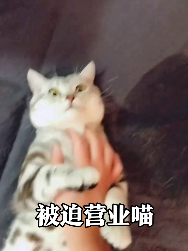 猫咪被摸下巴秒变表情包,眼神里写满“我太难了”