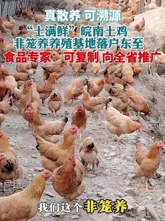 “真散养,可溯源”,5月15日,土满鲜皖南土鸡非笼养养殖基地落户安徽东至县泥溪镇。食品专家