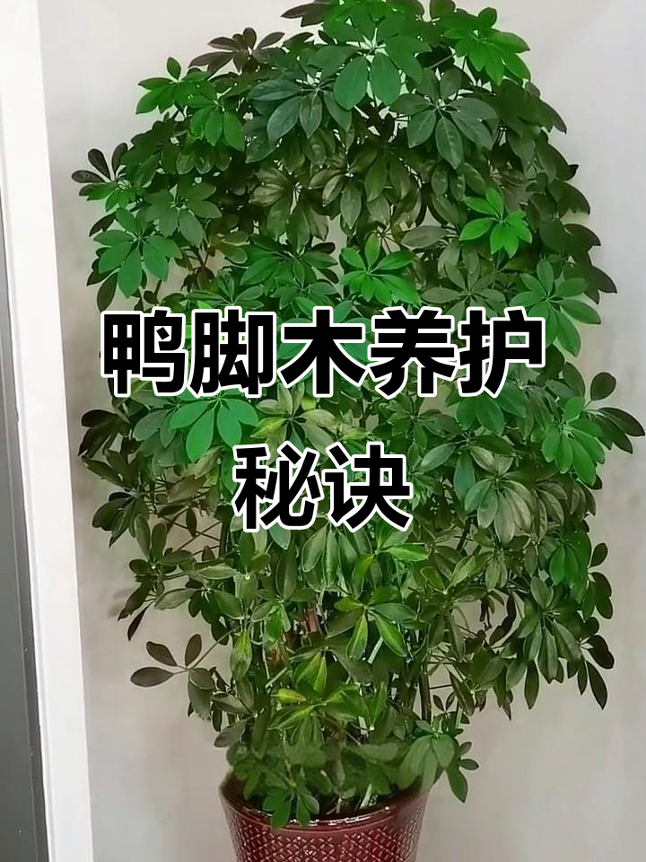 如何让鸭脚木快速长高,施肥技巧大公开