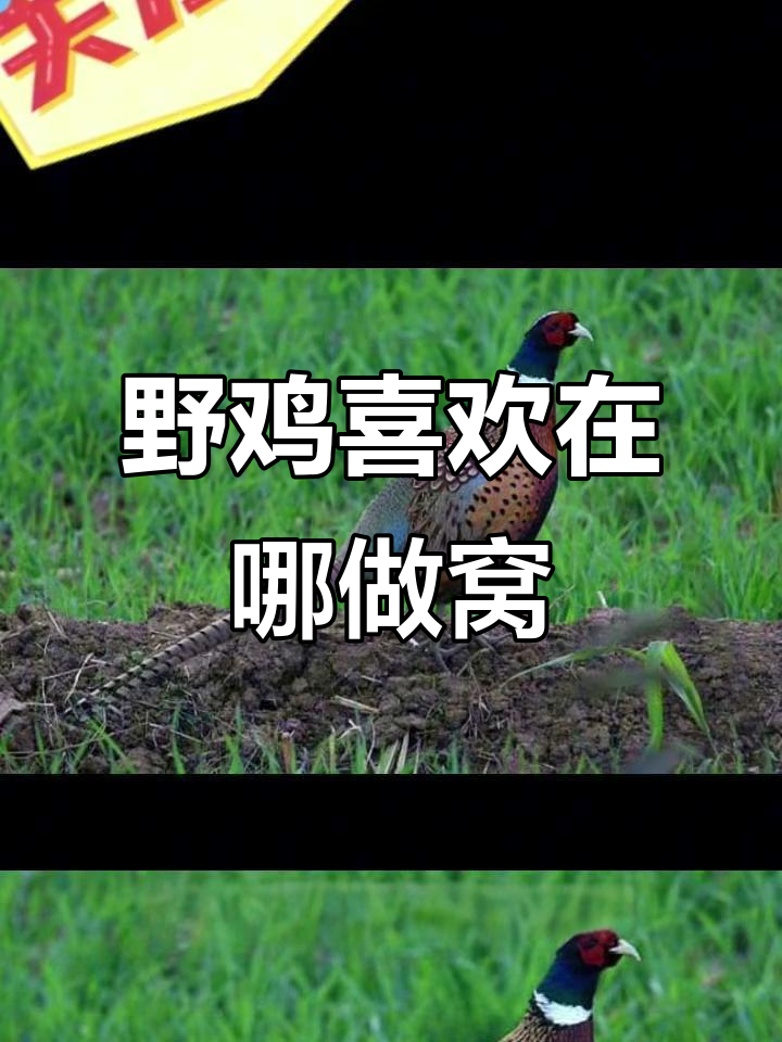 野鸡做窝的秘密:它们最爱的栖息地