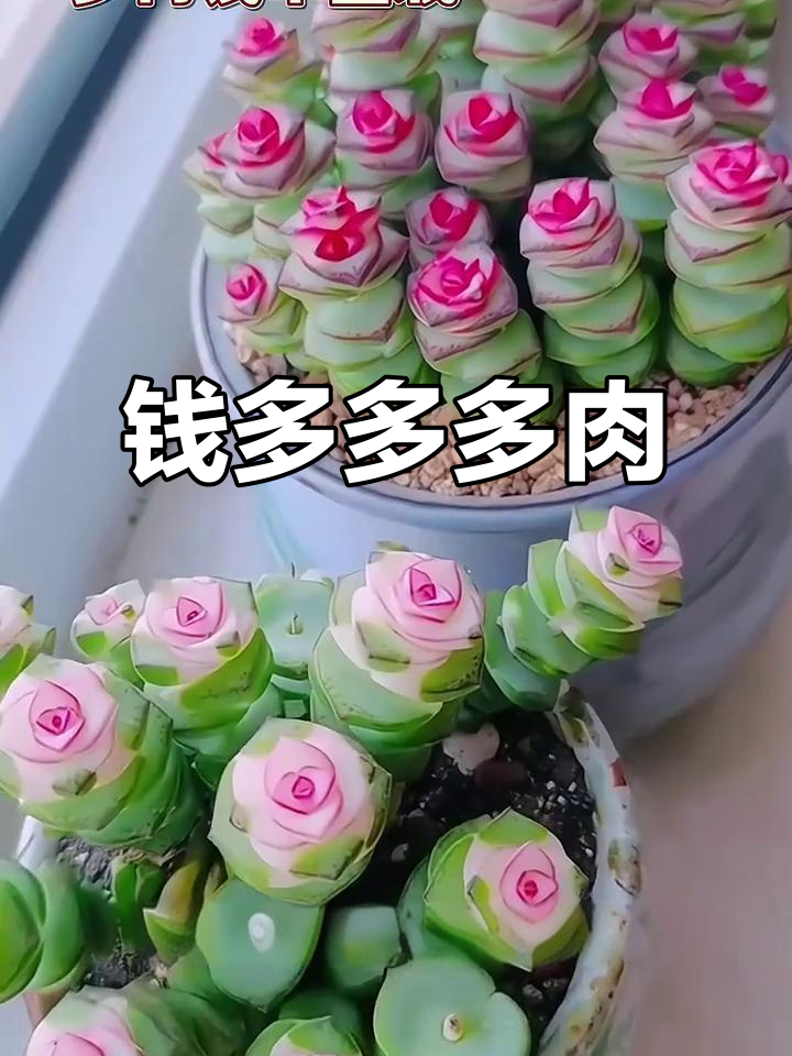 钱串多肉:寓意招财进宝,养护轻松爆盆
