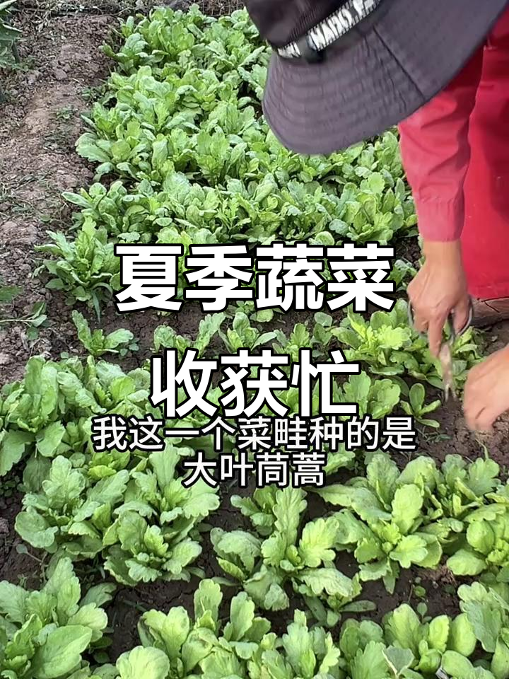 初夏蔬菜丰收季,黄瓜茼蒿菜花一网打尽