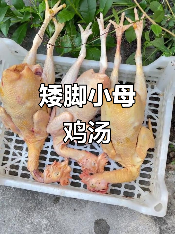 小品种矮脚小母鸡,炖汤鲜美营养,适合全家享用