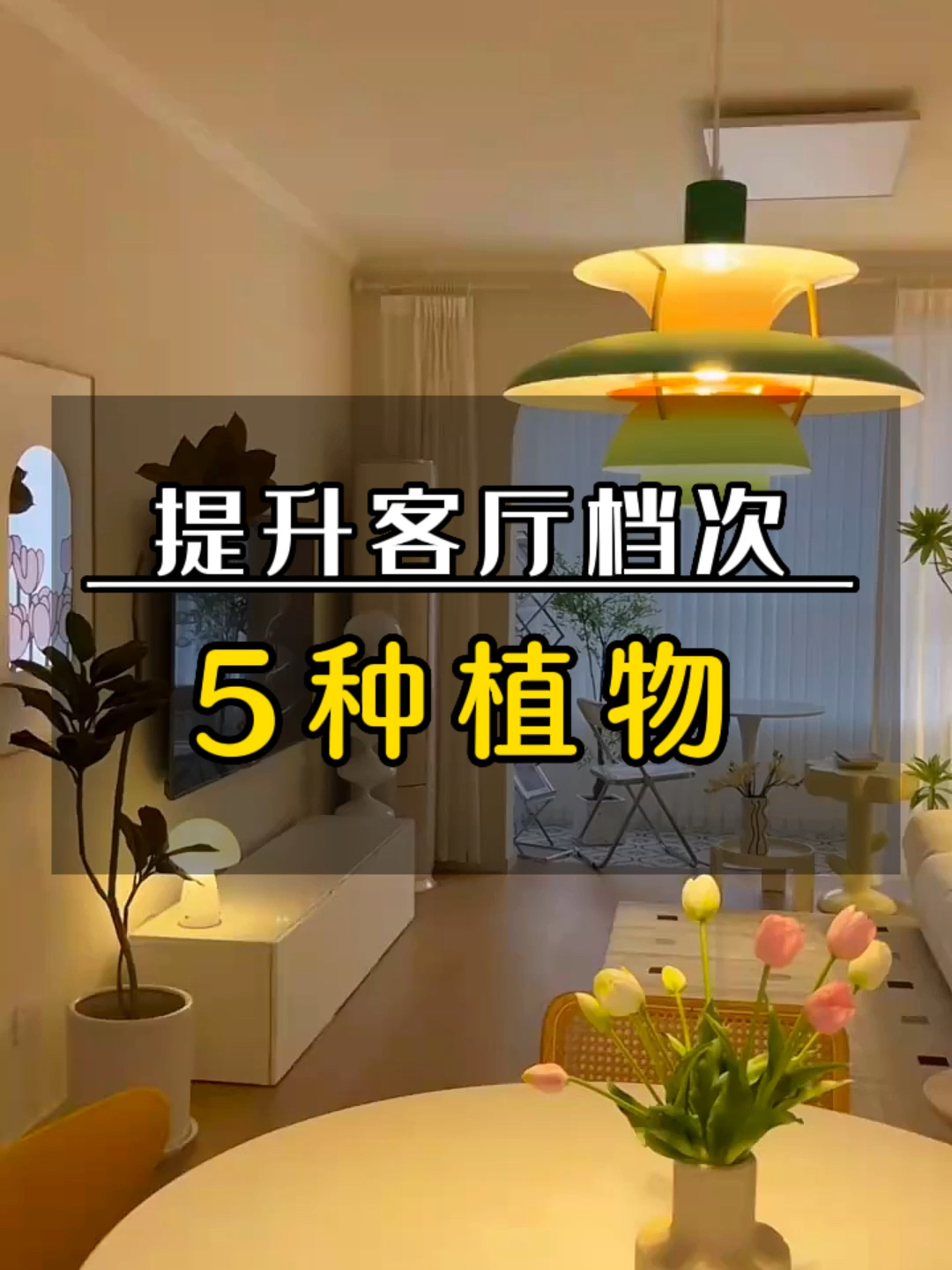 客厅植物推荐,吊钟,龟背竹,量天尺等