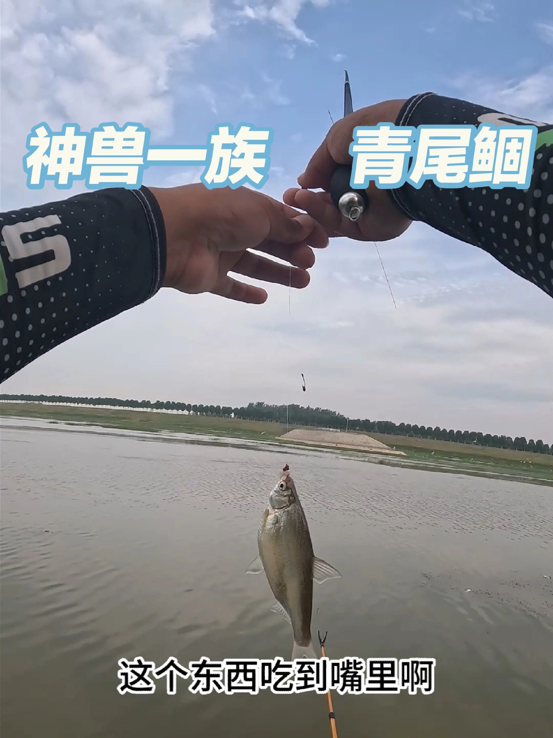 神兽一族 青尾鲴