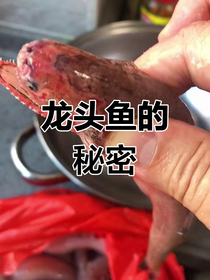 龙头鱼:细嫩如豆腐,营养丰富!