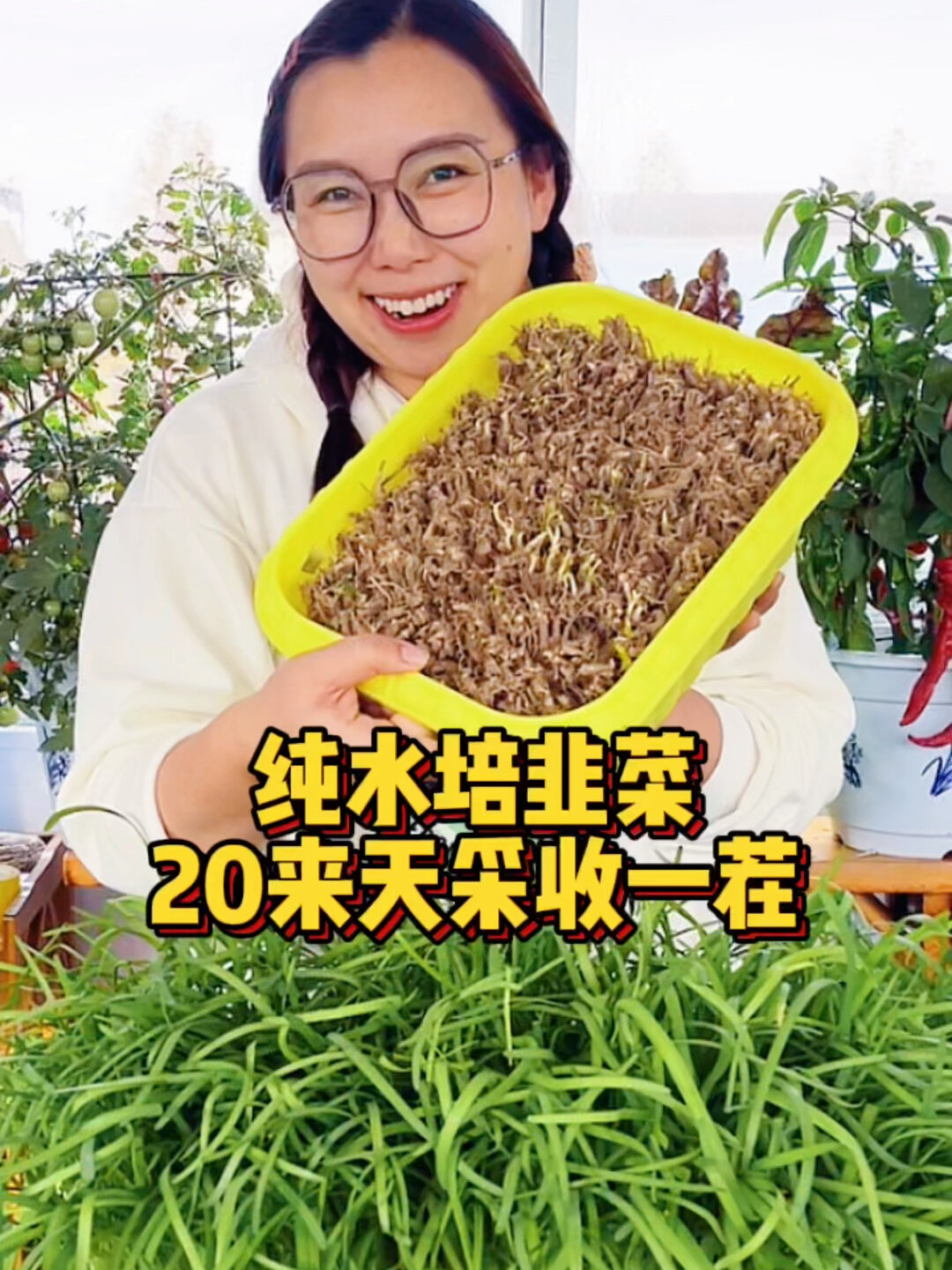 纯水培韭菜 您见过吗