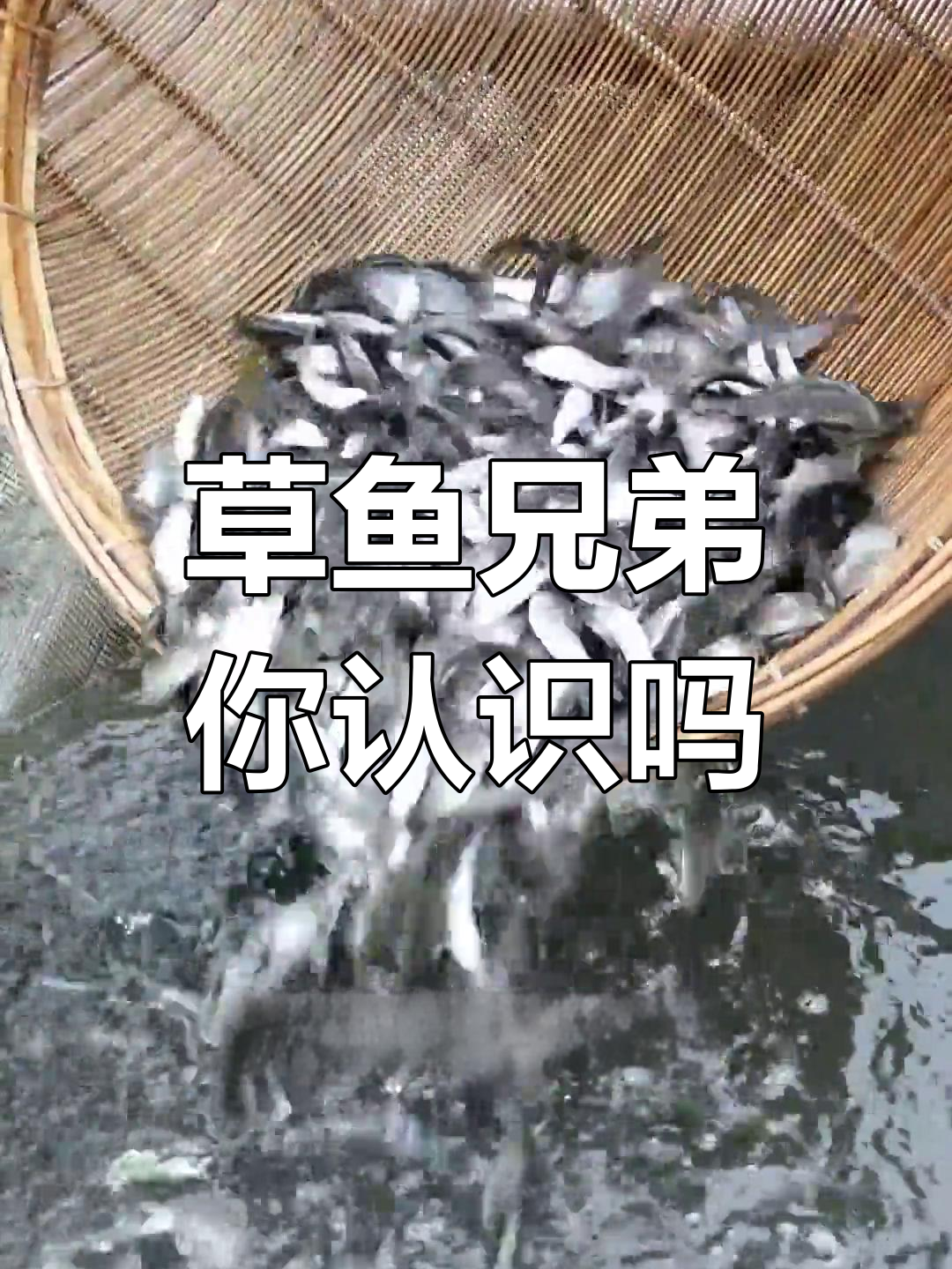 清波鱼与鲫鱼的差异解析