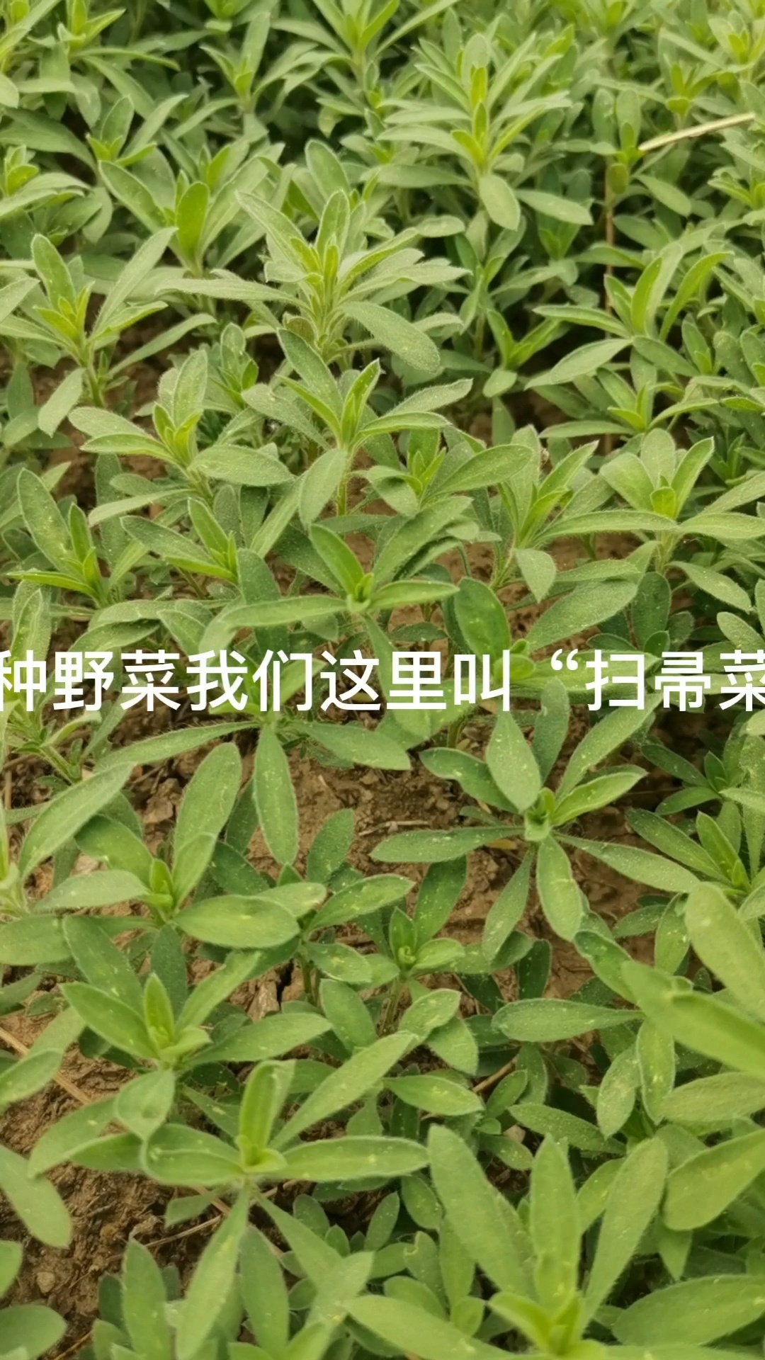 舌尖上的野菜之扫帚菜