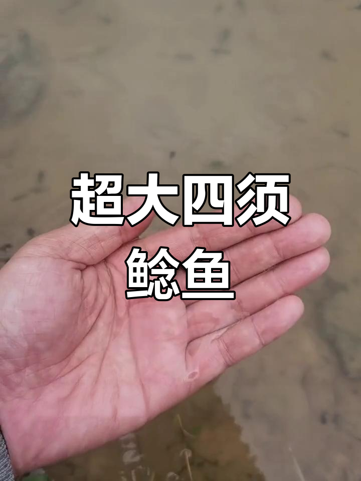四须鲶鱼能长到多大?