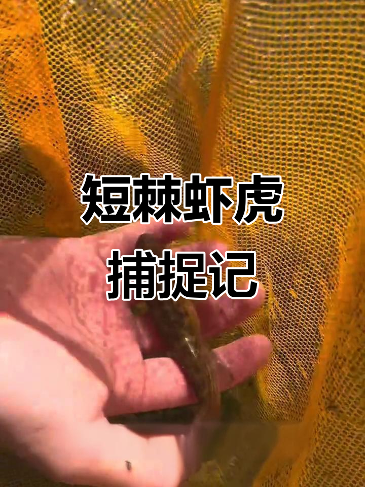 短棘縞虾虎野采大作战,抄网抓鱼乐趣多