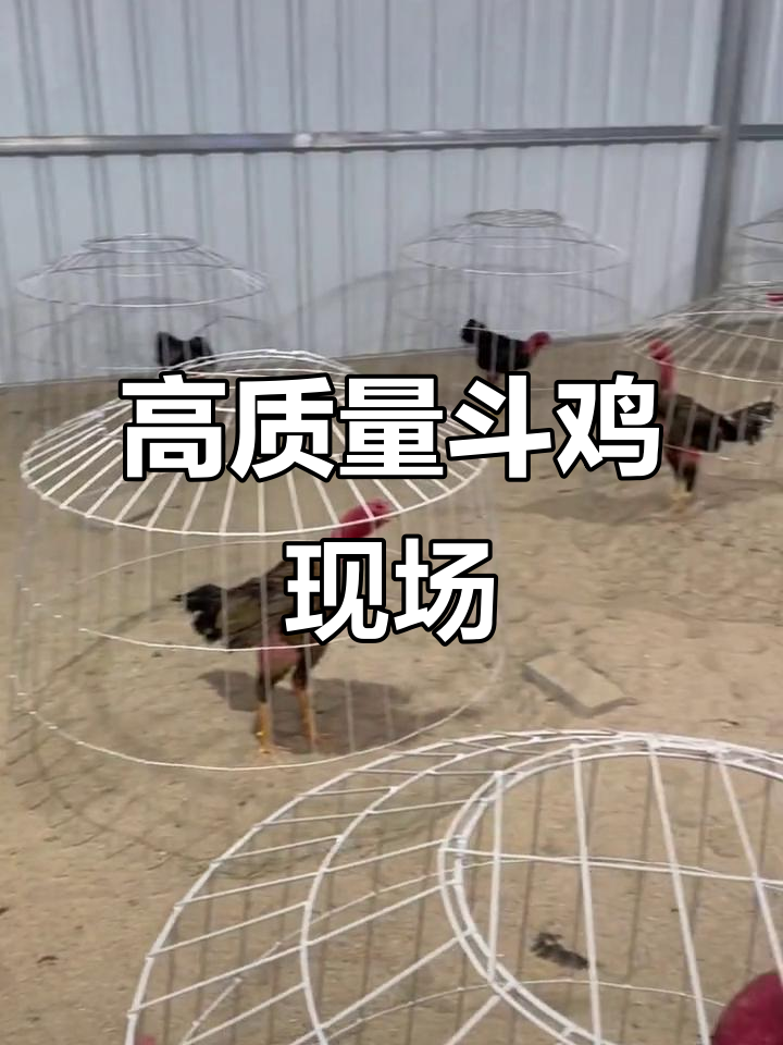 越南斗鸡场,战将激烈对决!抖音养鸡人坚持每天发视频