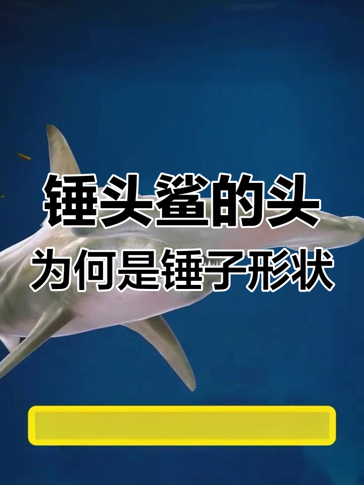 锤头鲨的独特头部结构揭秘