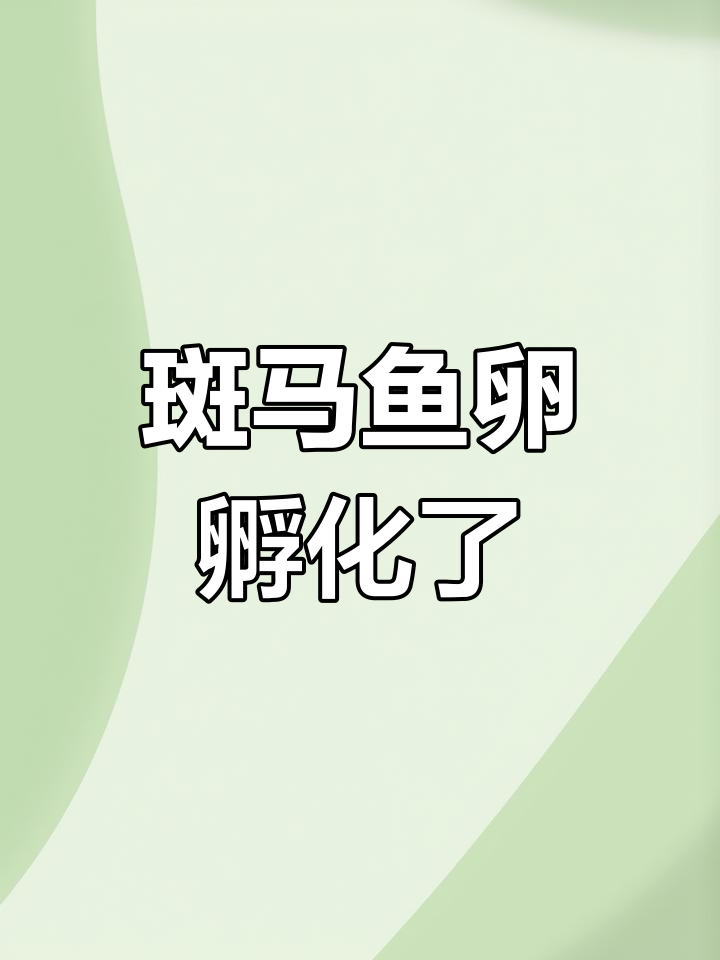 斑马鱼孵化全过程,小鱼苗超萌!