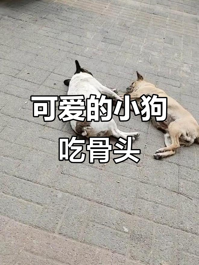 小狗的可爱日常,爱吃肉骨头的小宝贝