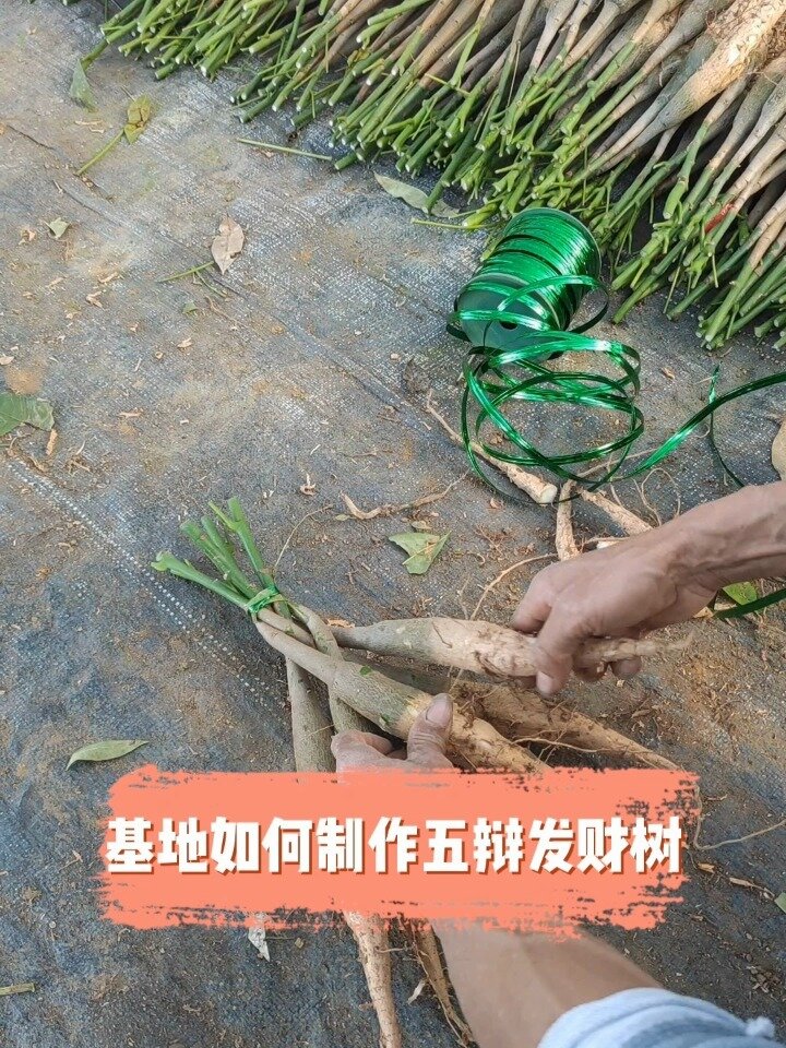 发财树五辩制作教程