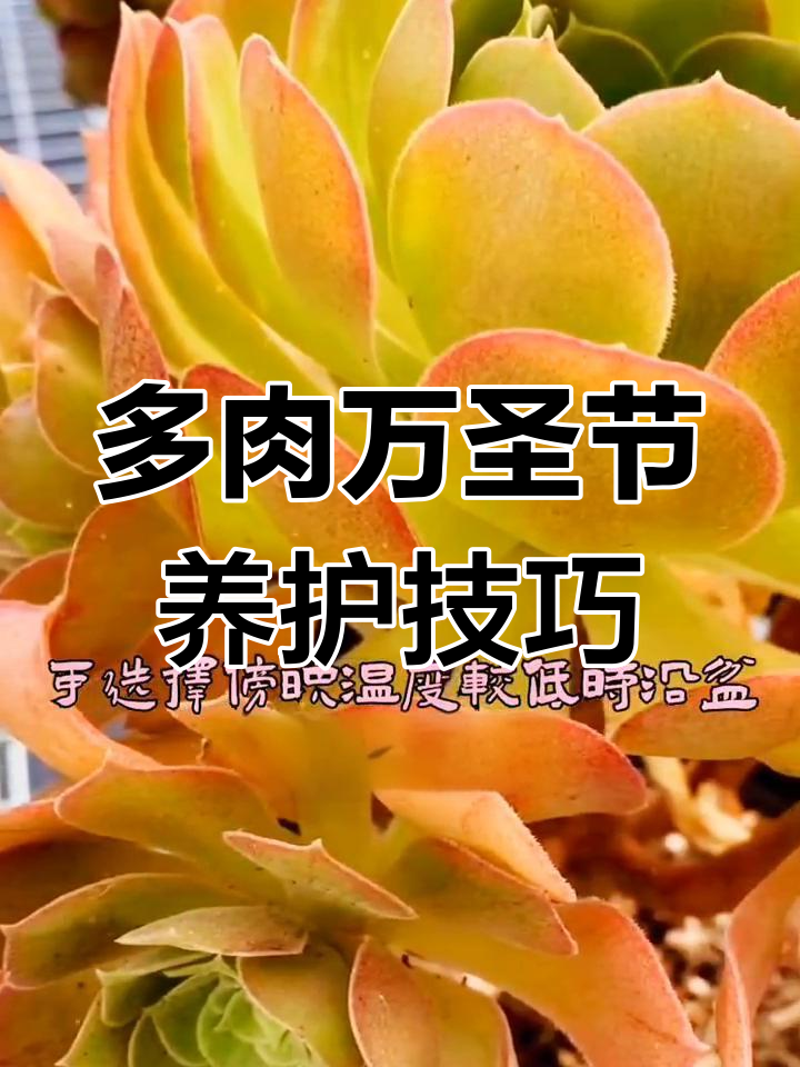万圣节多肉养护全攻略:光照、浇水与休眠期管理