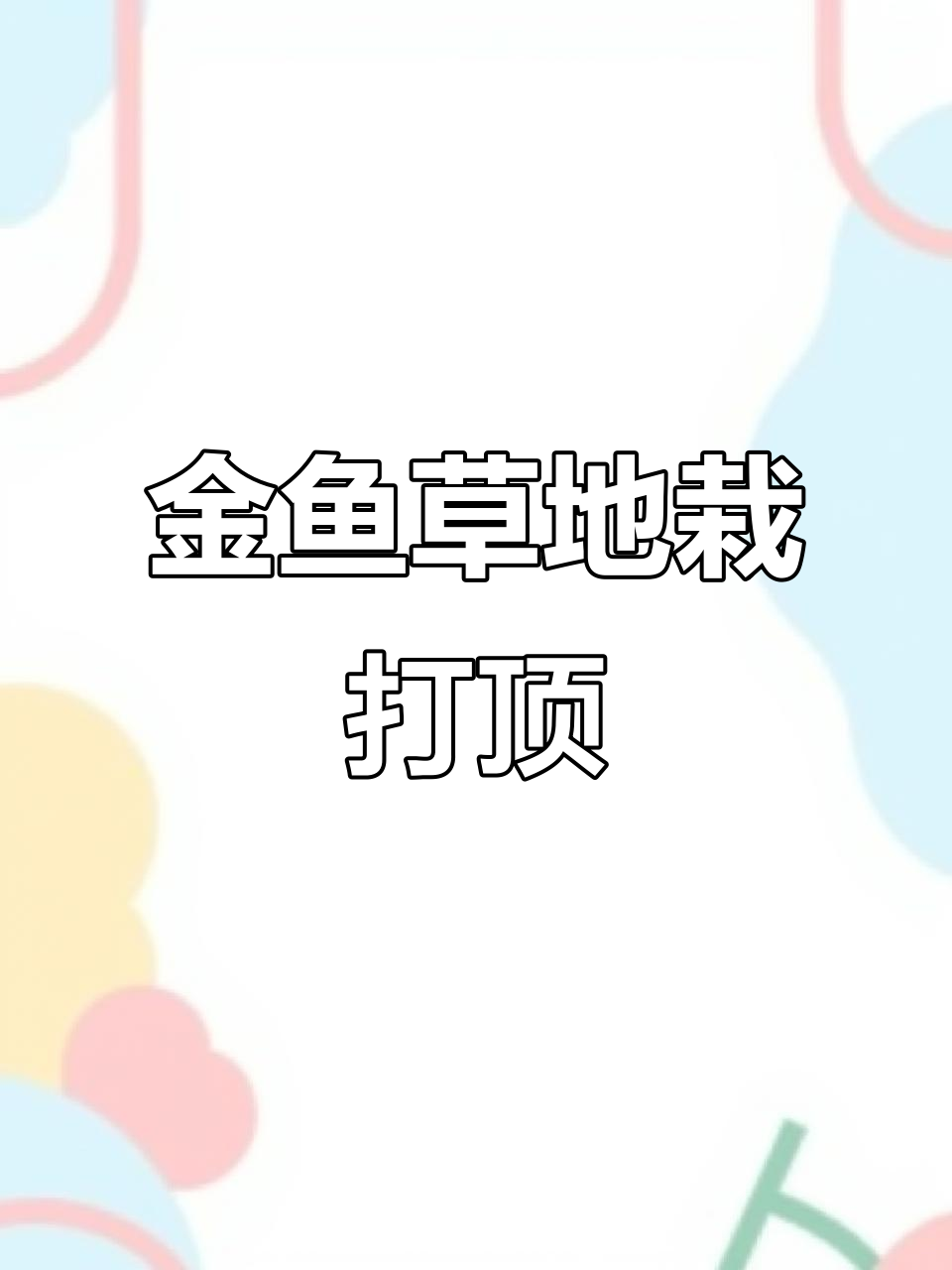 地栽金鱼草打顶技巧,让花开更整齐