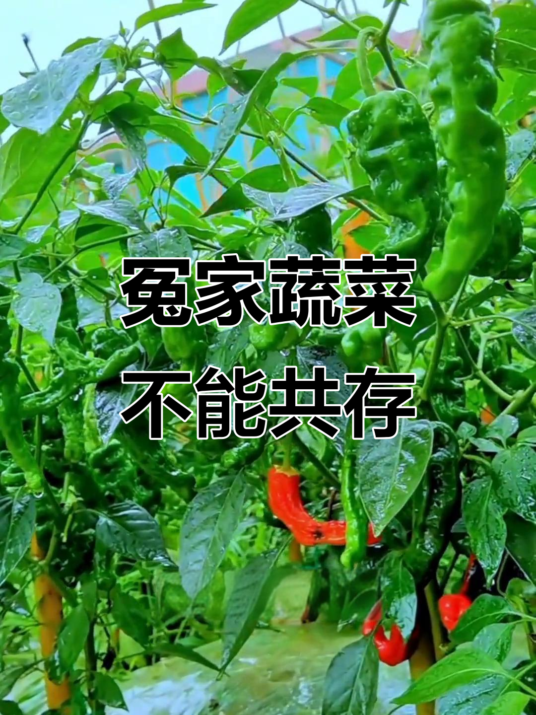 这些蔬菜天生不合,千万别一起种!