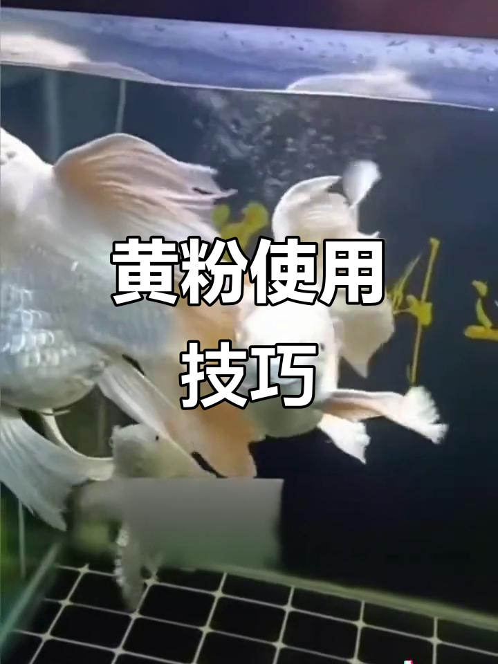 黄粉使用指南:如何正确杀菌消毒,避免误操作