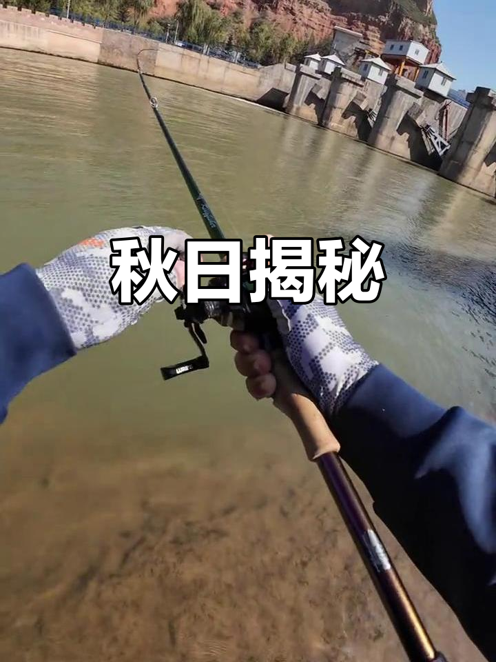 秋天将尽,终于揭开洮河雅罗的神秘面纱!