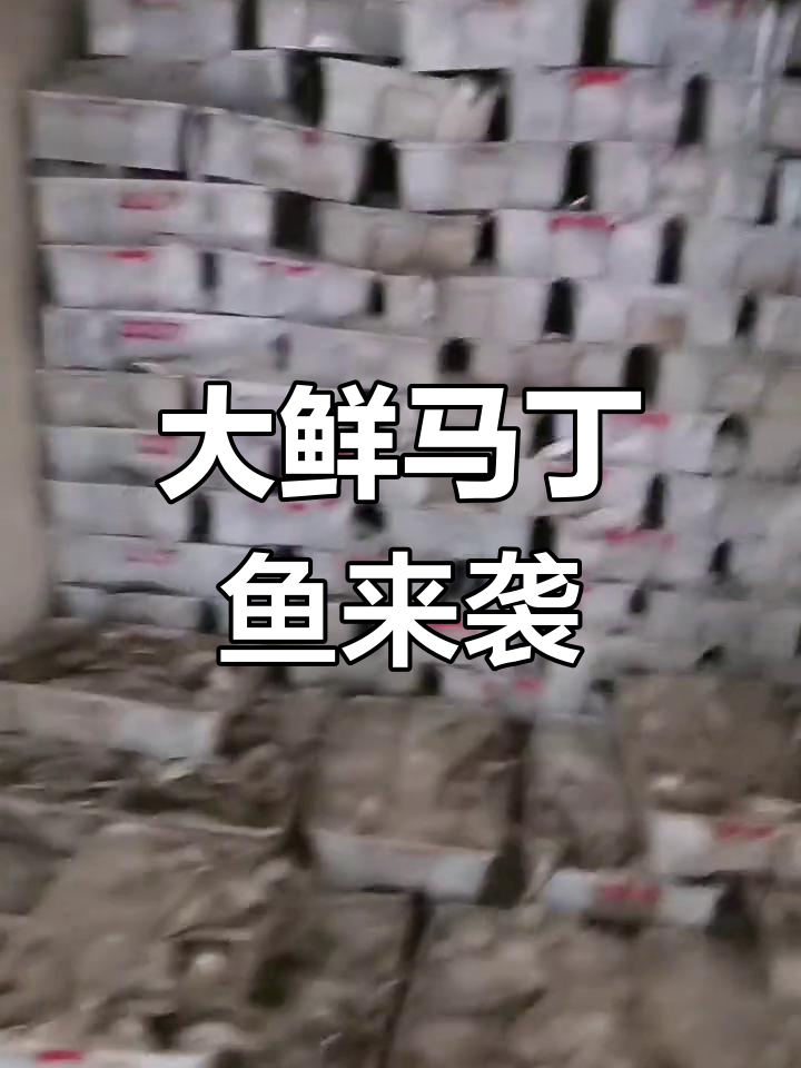 新鲜马丁鱼不断捕捞,渔民忙碌不停