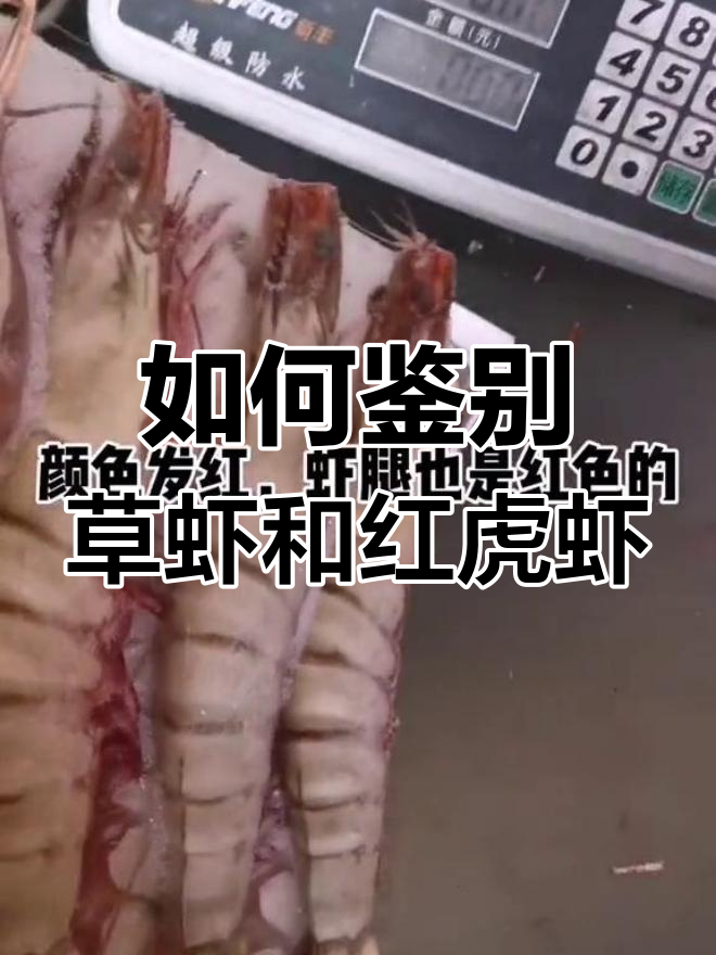 草虾与红虎虾的区别解析