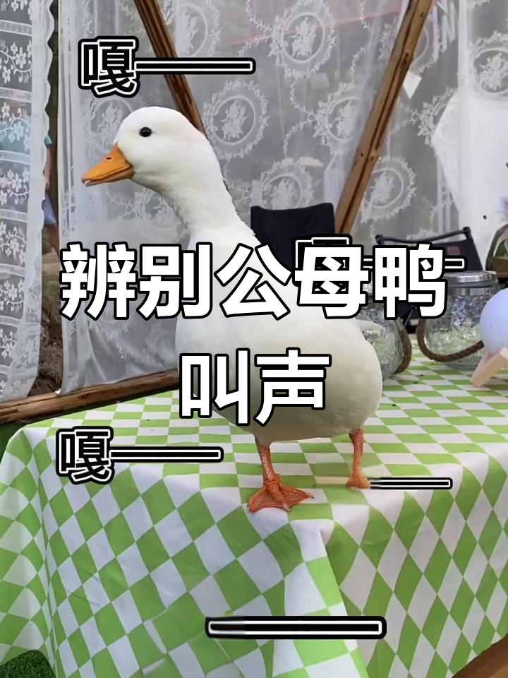 公鸭母鸭叫声大不同,轻松分辨!