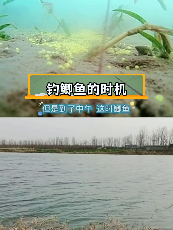 鲫鱼活动规律与钓鱼技巧