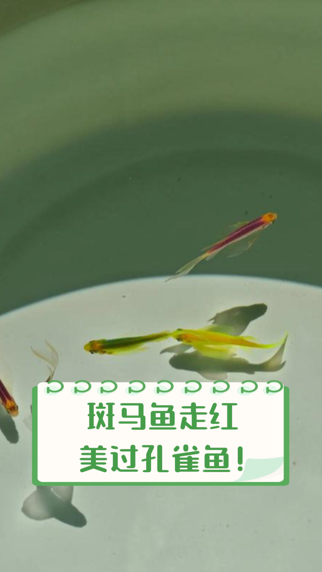 斑马鱼走红,美过孔雀鱼!
