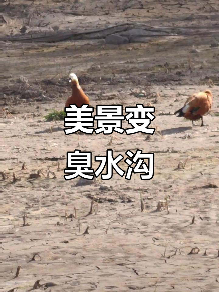 曾经的美景变臭水沟,野鸭子成了唯一亮点