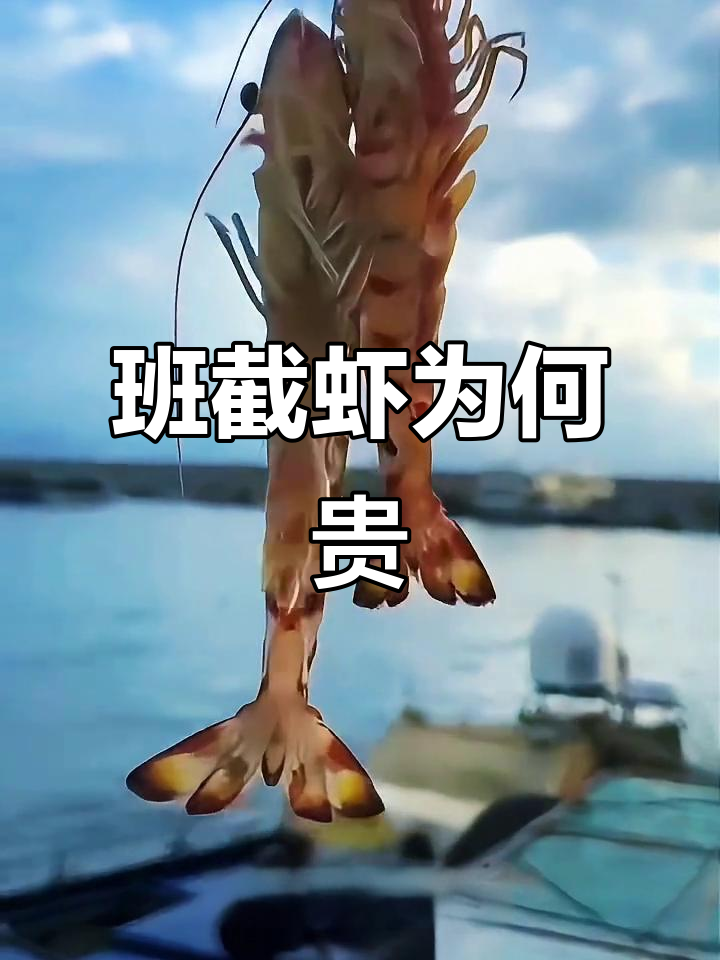 为什么斑节虾比普通白对虾更值钱?原来是因为这个原因