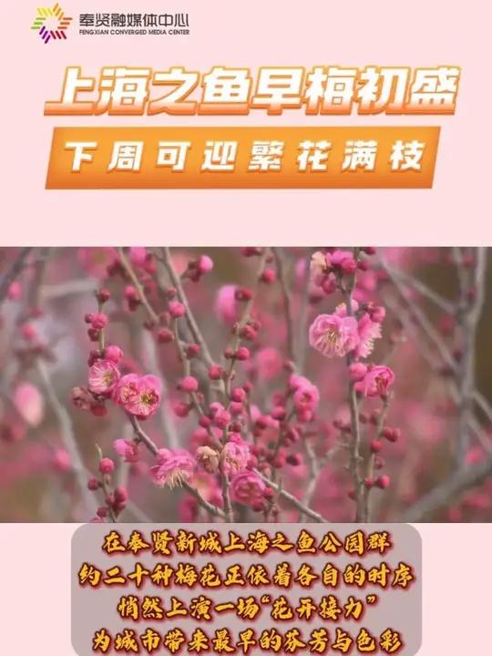 上海之鱼早梅初盛,下周可迎繁花满树!「制作:孙维 记者:傅潇瑶 王忆扬 蔡范奕 殷晨慧」