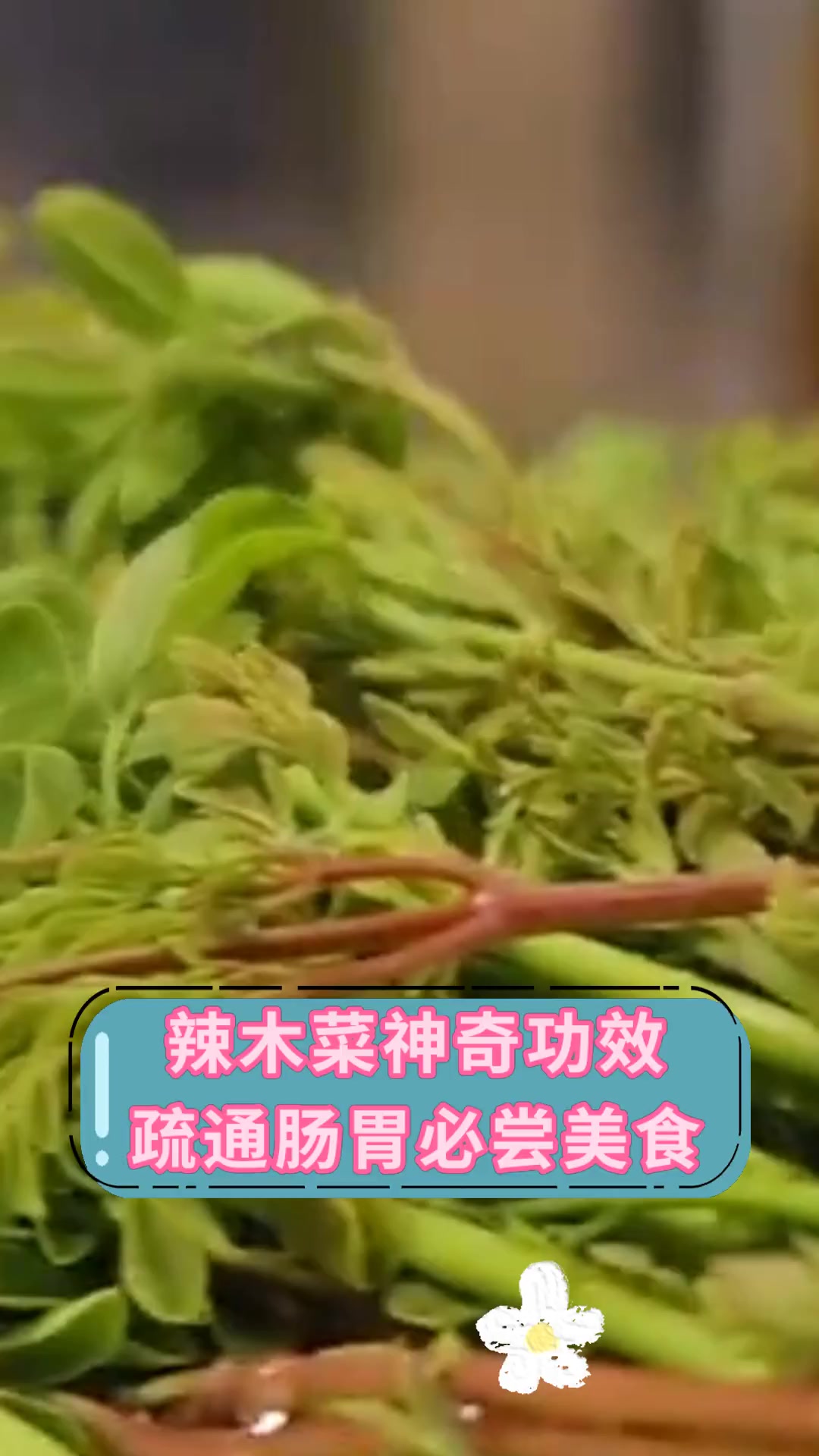 辣木菜神奇功效 疏通肠胃必尝美食
